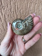 Minerali ammonite fossile - minerali,