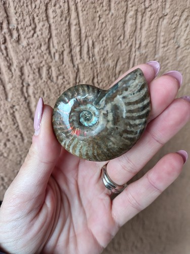 Minerali ammonite fossile - minerali,