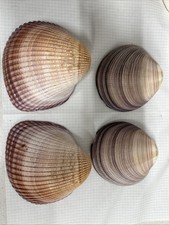 Conchiglie Cardium + Cadokia