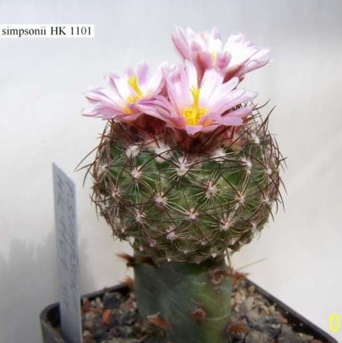 Pediocactus simpsonii 1101 - simpsonii, hk