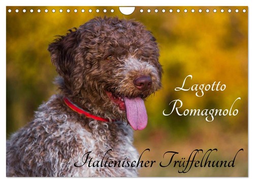 Lagotto romagnolo - romagnolo,