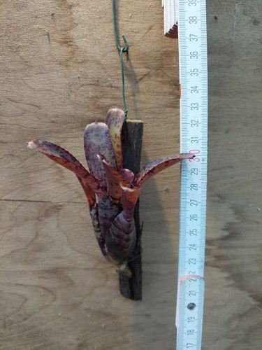 Neoregelia agnes rilegato - neoregelia, agnes,