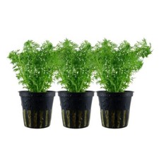 Pianta per acquario 3 pezzi