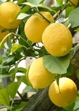 Pianta limone zagara bianca citrus limon h 20 25cm in vaso14 frutto tondo agrumi