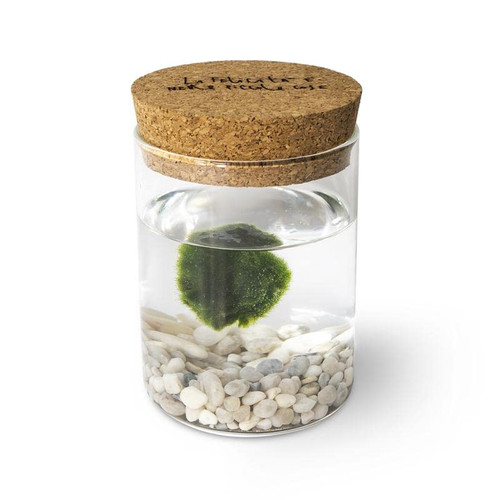 Marimo original sughero - marimo,