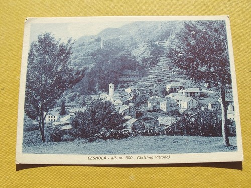 Cesnola settimo - di,