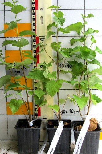 Betula ermanii betulla - -,