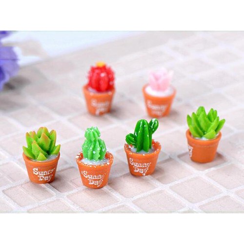 Mini piante succulente - 6,