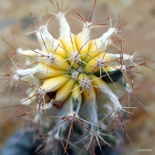 K236 ferocactus variegated - k236,