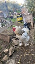 10 Uova feconde Di Brahma