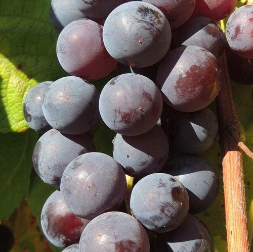 Bufalo alla vite frutta - alla,
