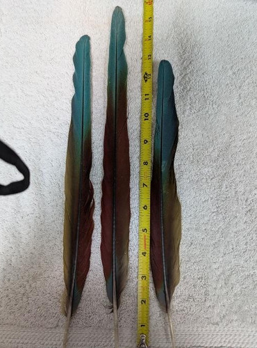 Piume coda colore - di,
