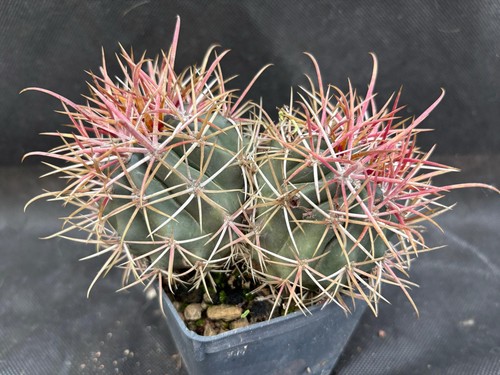 Ferocactus viscainensis - ferocactus,