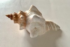 Conchiglia Naturale 16,5 x 9