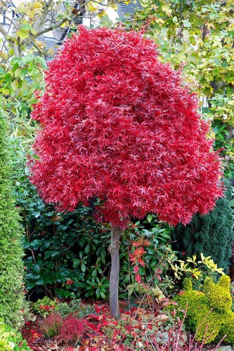 Acero rosso giapponese - rosso,