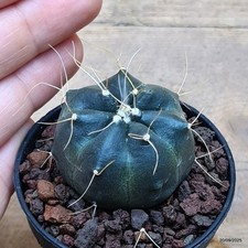 Echinocereus knippelianus Vaso