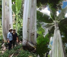 Musa ingens, Banana gigante