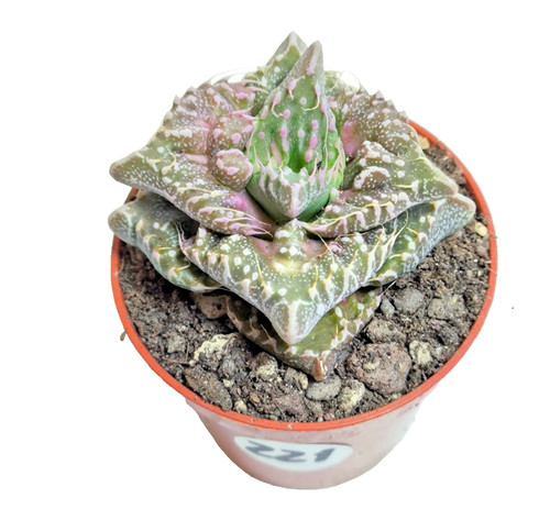 Faucaria tubercolosa super - faucaria,