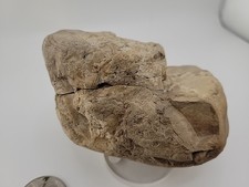 Uovo di rettile vero