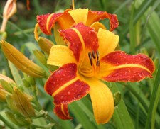 12 SEMI DAYLILY HEMEROCALLIS
