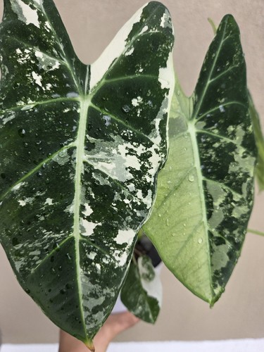 Live plants alocasia - ,