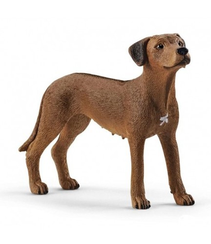 Cane rhodesian ridgeback - rhodesian,