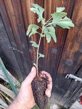 3 piantine di Ginkgo biloba - (albero della vita) coltivato in alveolo forestale