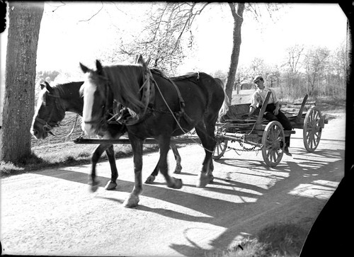 Traino cavalli carrello - carrello,