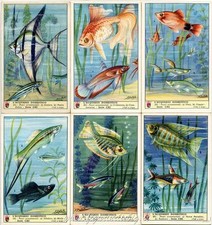 Figurine Lavazza serie n°111 L'Acquario Domestico ANNO 1955 Chromo