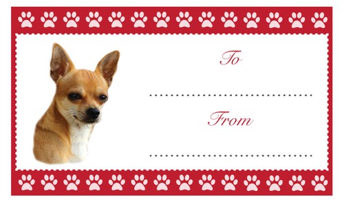 Chihuahua dog christmas - chihuahua,