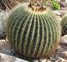 Semi echinocactus - di,
