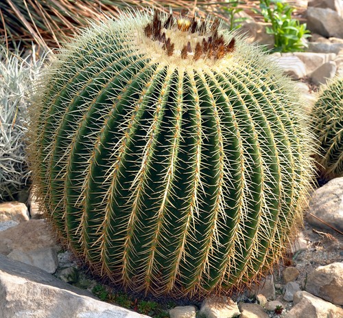 Semi echinocactus - semi, di