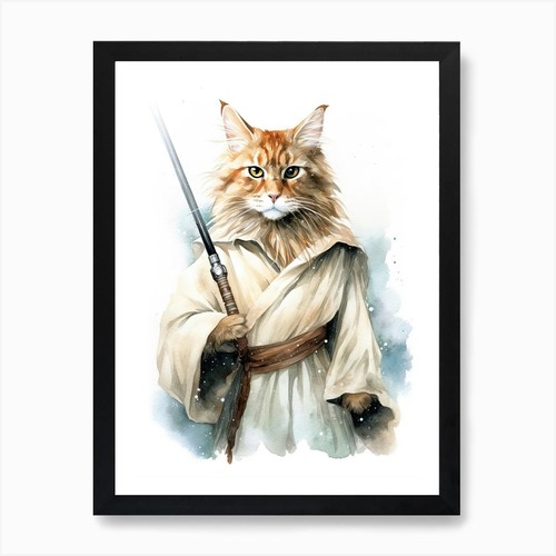 Main coon cat - coon, jedi