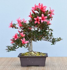 Bonsai da Esterno, Satsuki