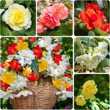 Bulbi di begonia - Cascata