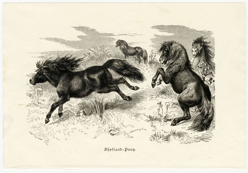 Shetland pony ponys quadro - shetland,