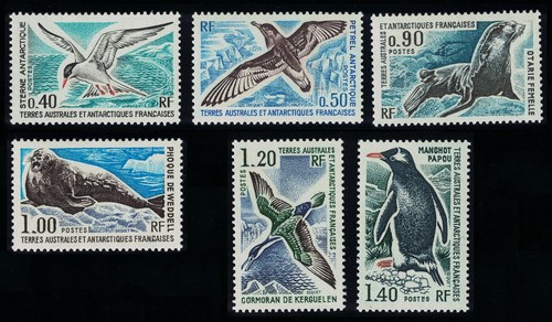 Guarnizioni fauna antartica - guarnizioni,