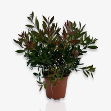 Pianta di Callistemon Citrinus Splendens CERTIFICATA cespuglio in vaso ⌀17