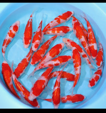 Ginrin Tategoi Kohaku Koi