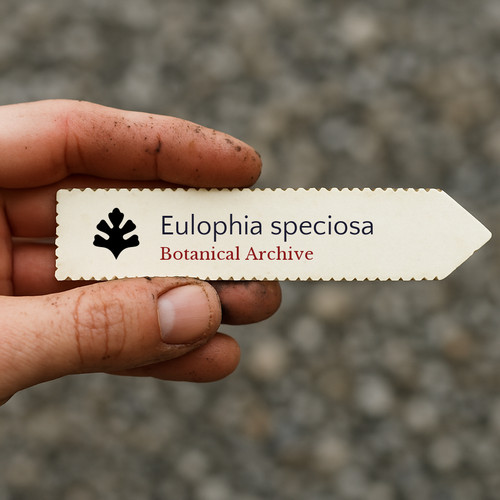 Eulophia speciosa seeds - eulophia,
