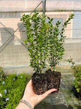 Bosso buxus microphylla - bosso, "buxus