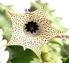1 Talea pianta senza radici Huernia Namaquensis Fiore in foto,da Collezionisti
