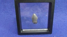 DENTE DI MEGALODONTE  -