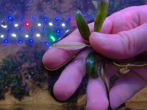 Anubias glabra variegated una - anubias,