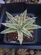 Agave Victoriae Reginae Shin