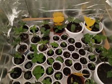 Peperoncino - Piante Diverse