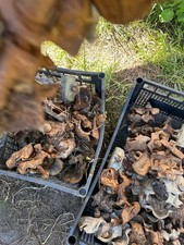 Morsetti ponteggio quantità 100 4€