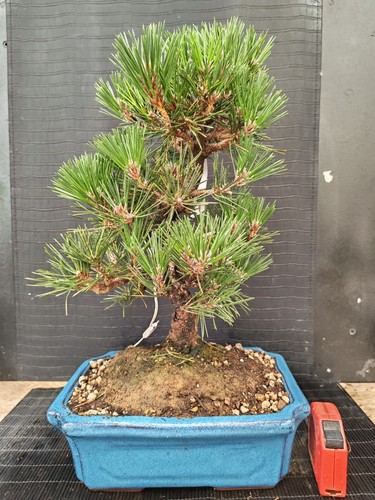 Bonsai pino nero tumbergii - bonsai,