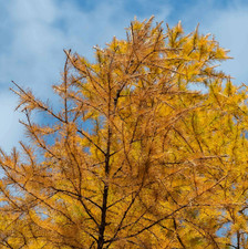 Live Japanese Larch (Larix