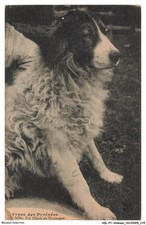 AZLP1-0060-ANIMAUX Cartolina
